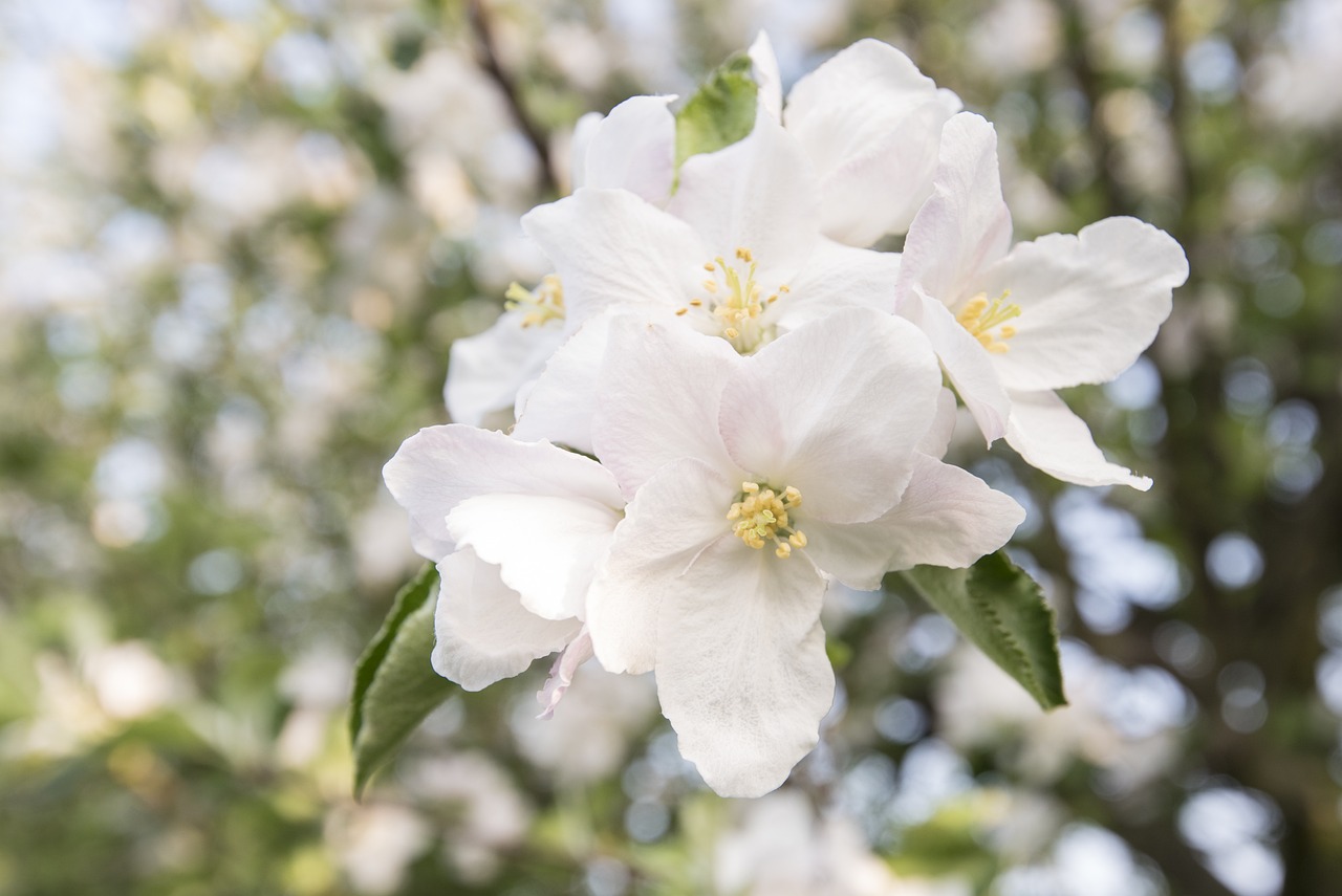 探索梅花詩(shī)韻，揭秘2016最新正版梅花詩(shī)的魅力