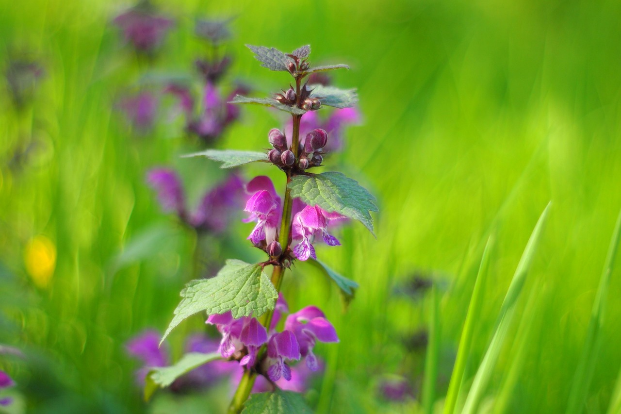 濱州環(huán)保督察最新動(dòng)態(tài)，堅(jiān)定推動(dòng)綠色發(fā)展步伐