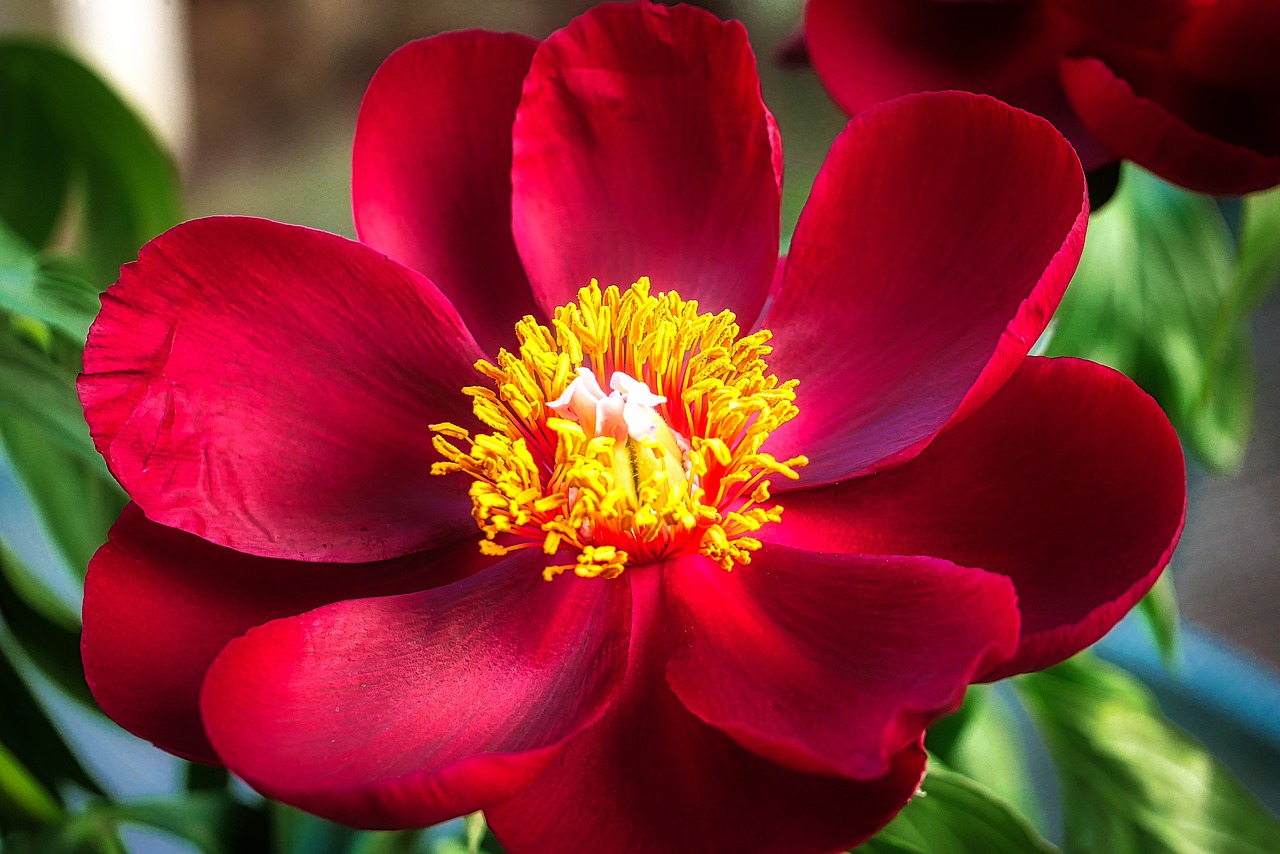 退休交醫(yī)保政策最新動態(tài)，調(diào)整、展望與未來趨勢