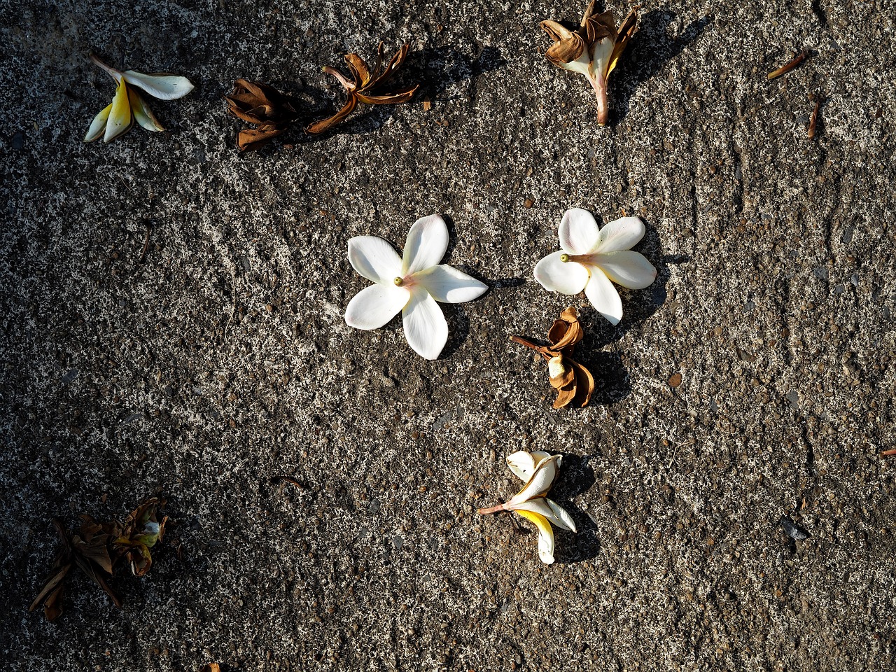 蕭縣劃歸淮北的最新動態(tài)及消息更新