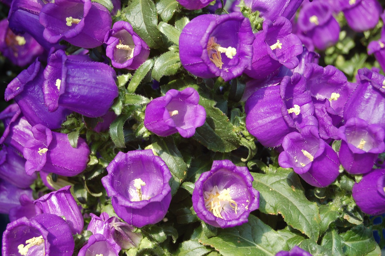 趙易山最新動態(tài)揭秘，探尋其最新消息與神秘面紗背后的真相