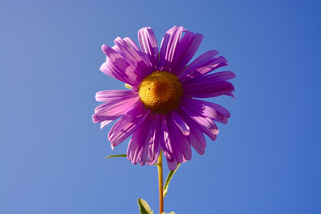 六安紫御府最新動(dòng)態(tài)，引領(lǐng)城市生活新潮流