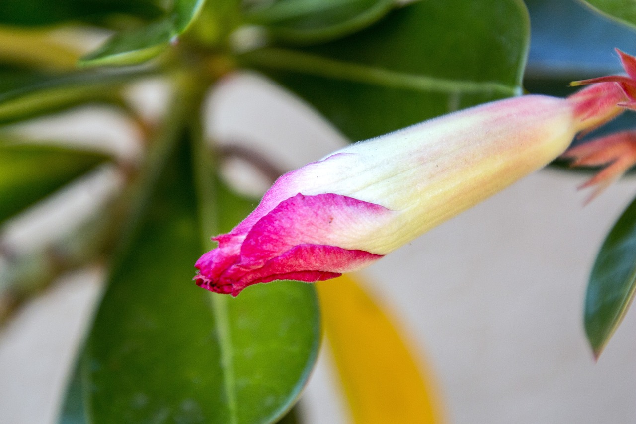 紅崖子花生米最新價格及市場動態(tài)分析，洞悉市場趨勢與價格動態(tài)