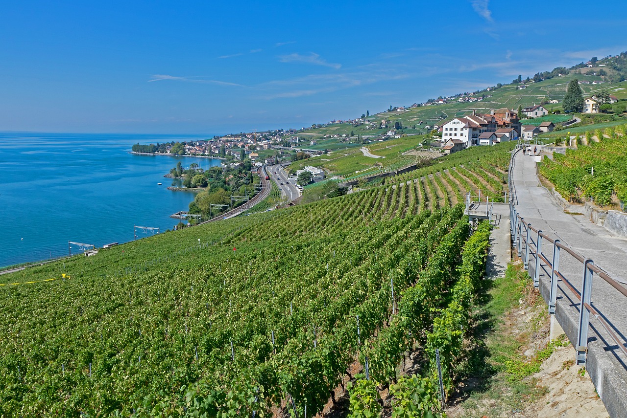 灤南澤平莊園，獨(dú)特魅力與發(fā)展前景的最新消息