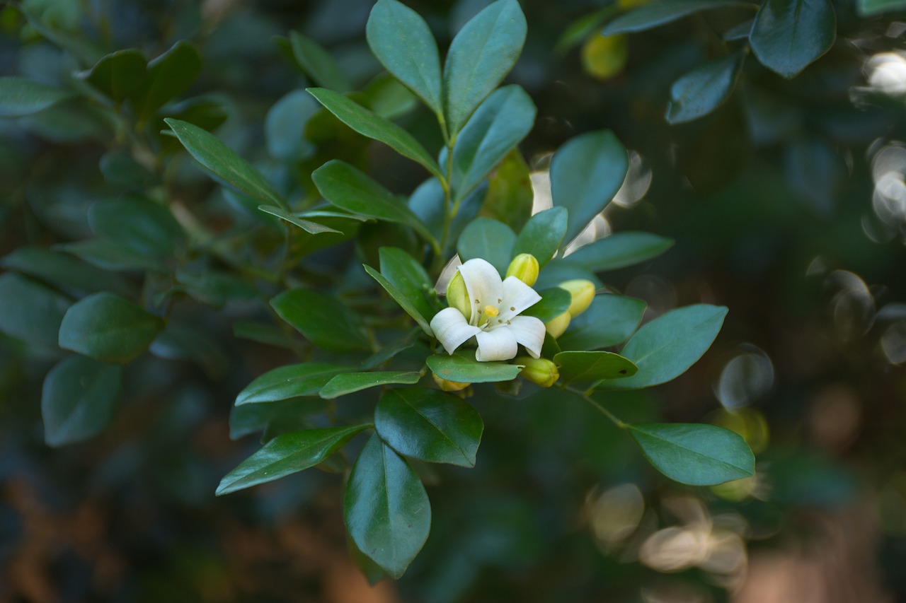 滄州嘉禾一方最新房?jī)r(jià)動(dòng)態(tài)、分析與預(yù)測(cè)