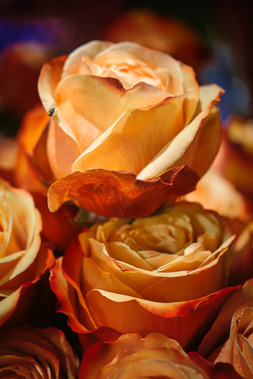 香堤藝墅最新動(dòng)態(tài)，揭開未來藝術(shù)生活序幕