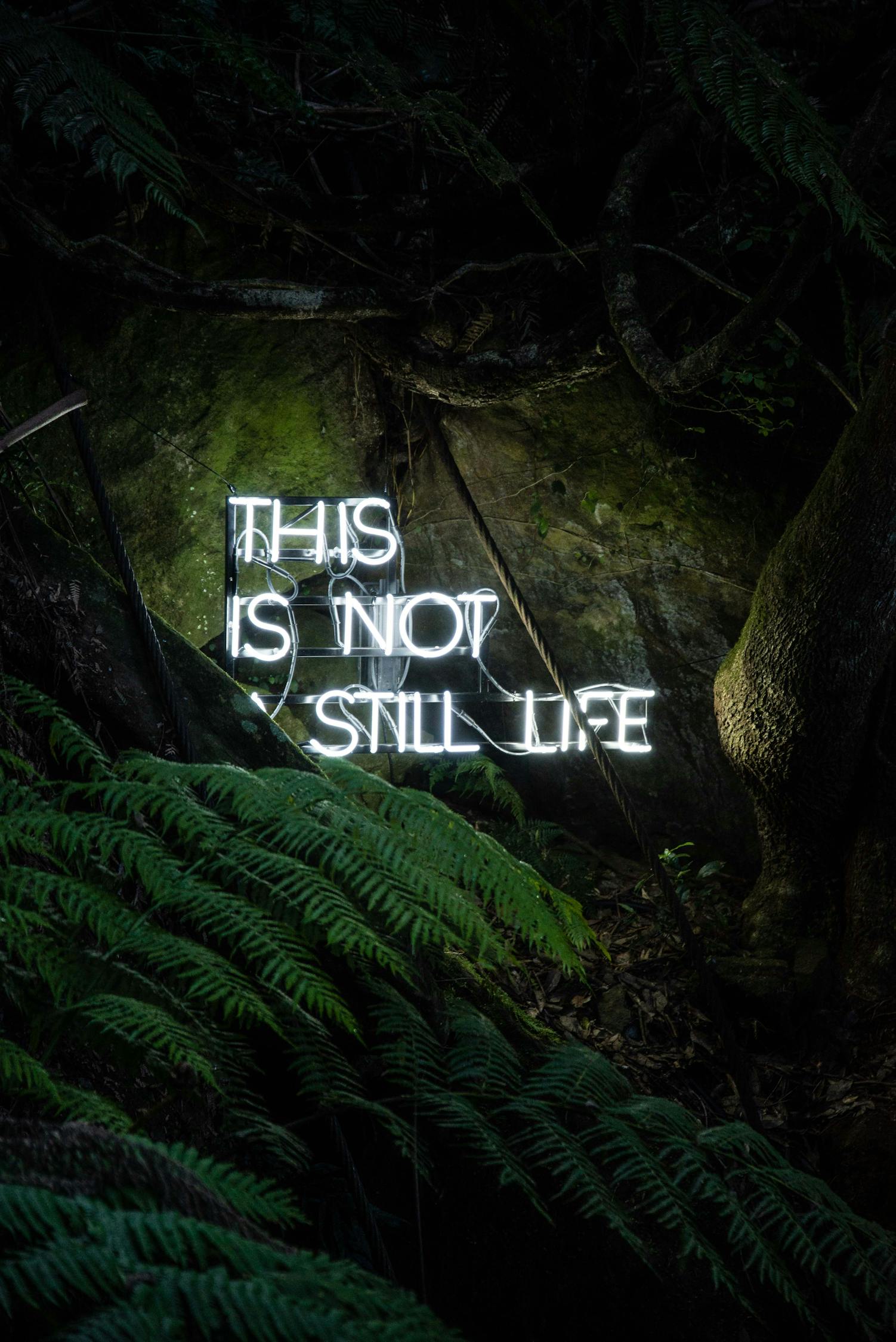 雪鷹領主最新章節(jié)更新，熱血冒險與成長之旅