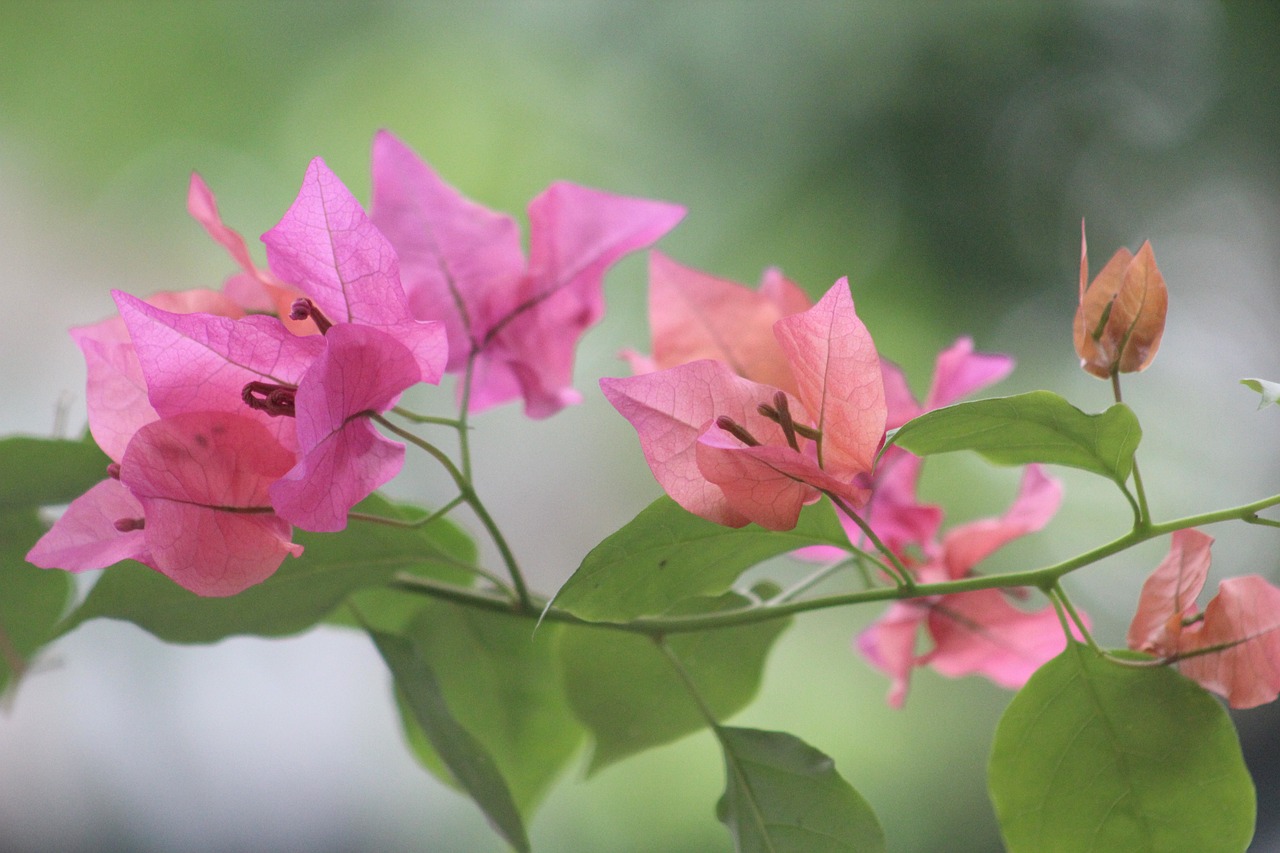 咸陽一品蘭軒最新動態(tài)揭秘，卓越品質(zhì)展現(xiàn)，未來發(fā)展探索之路