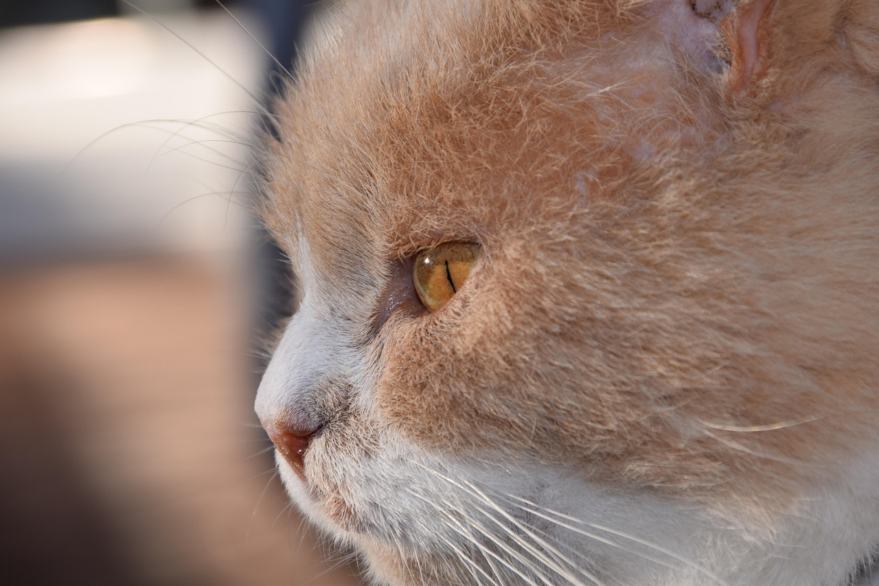 紅島經(jīng)濟區(qū)最新動態(tài)解析，發(fā)展概況與深度解讀