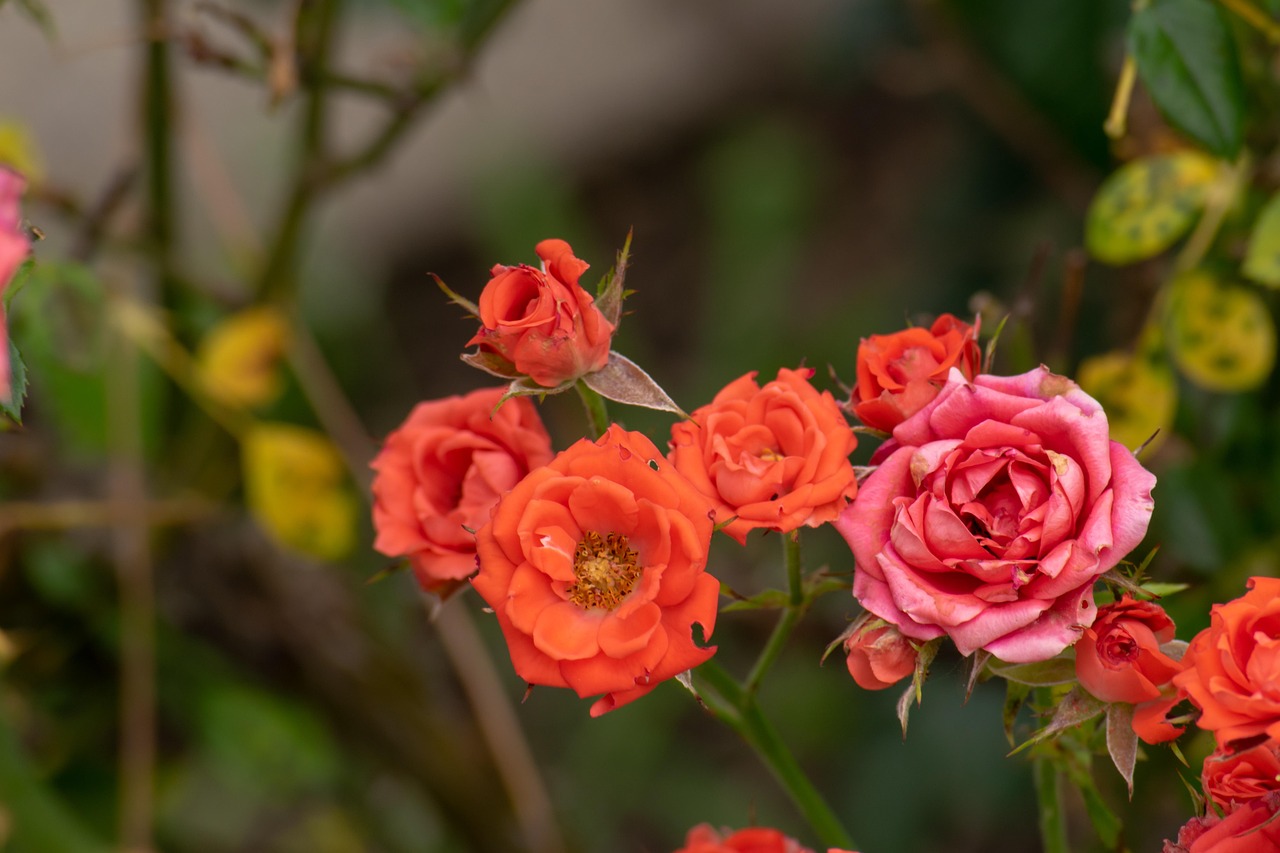 翠金湖美墅島最新動態(tài)揭秘，生態(tài)宜居，未來展望可期