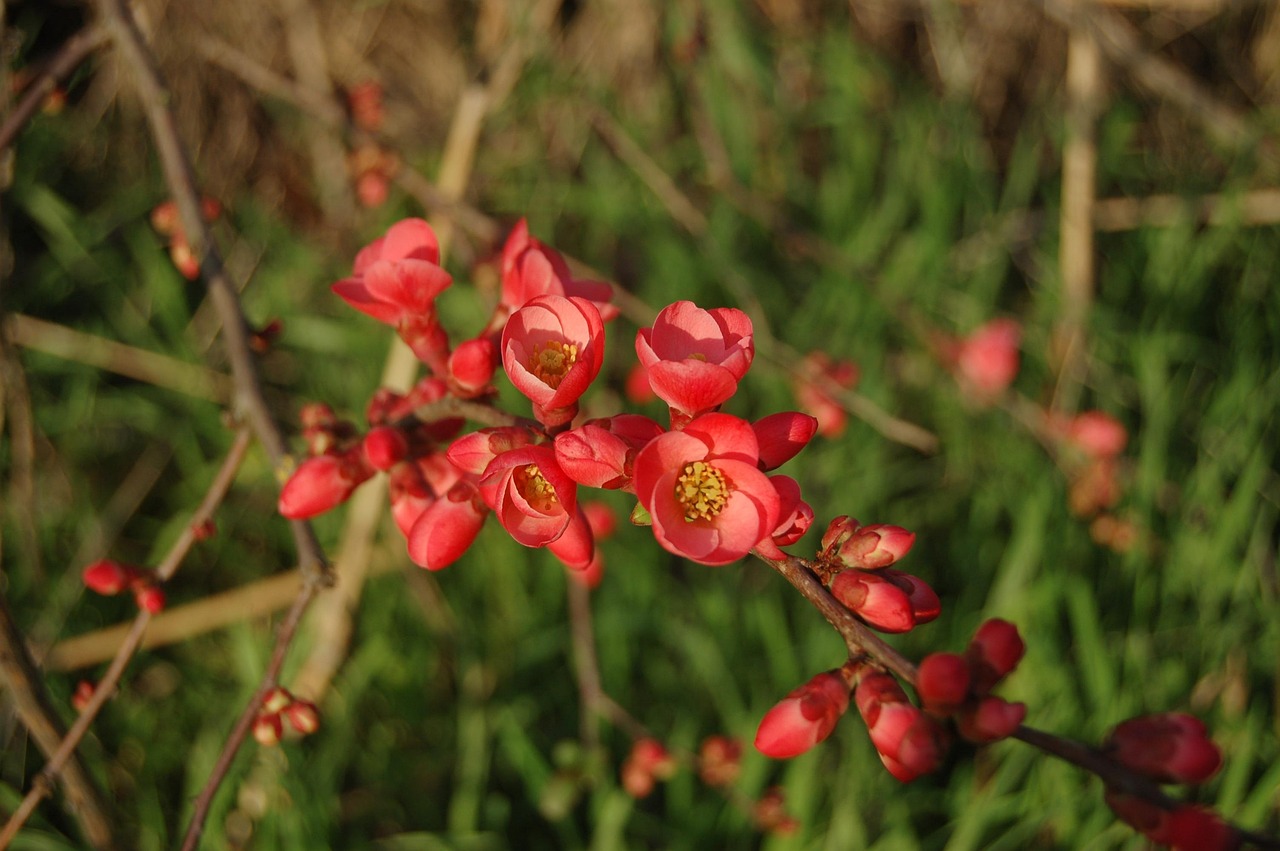 張家口華新園最新消息概覽，最新動態(tài)與進展速覽