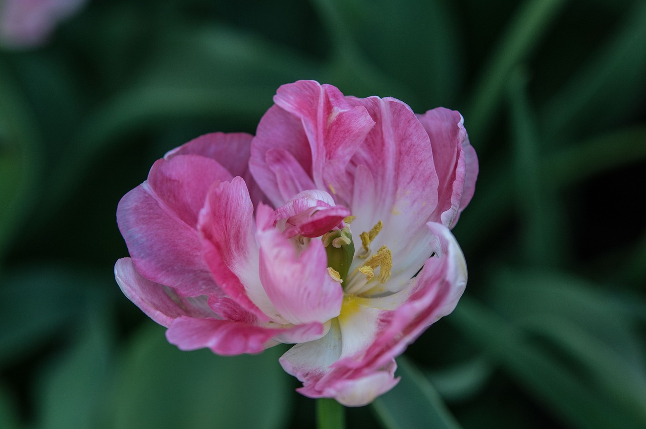 南京融創(chuàng)臻園最新動態(tài)解析，深度了解最新消息