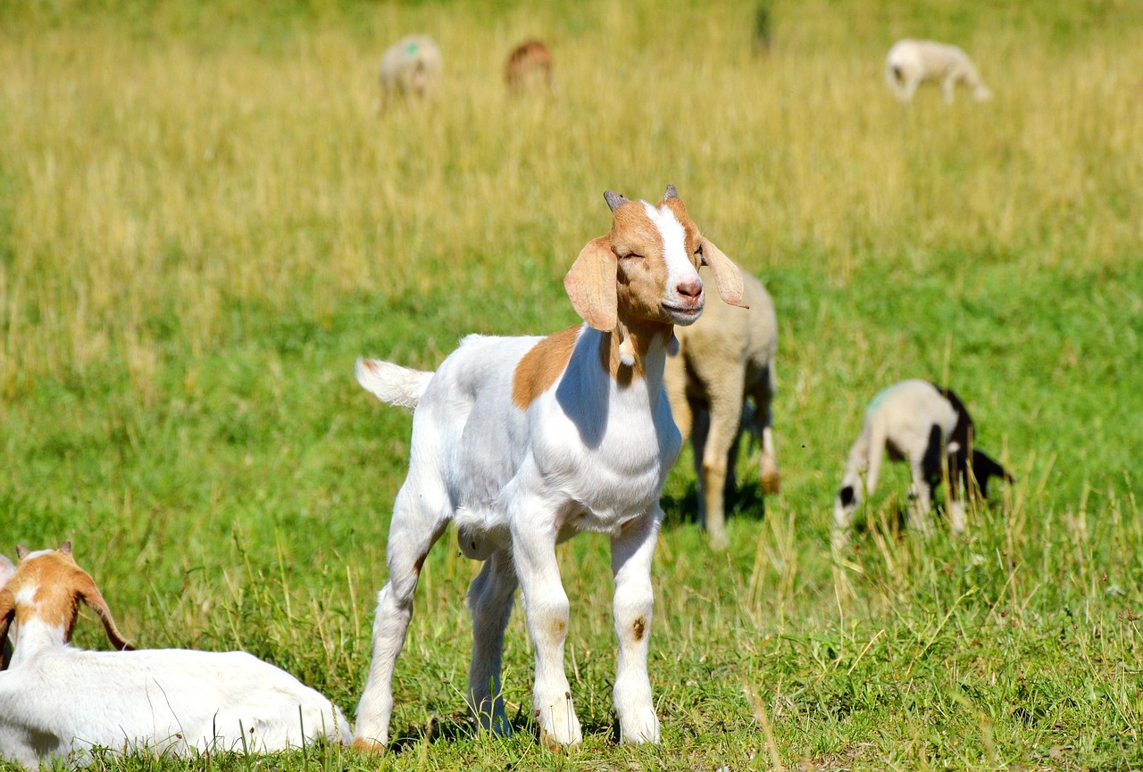探索貓咪世界，最新應用程序下載安裝指南