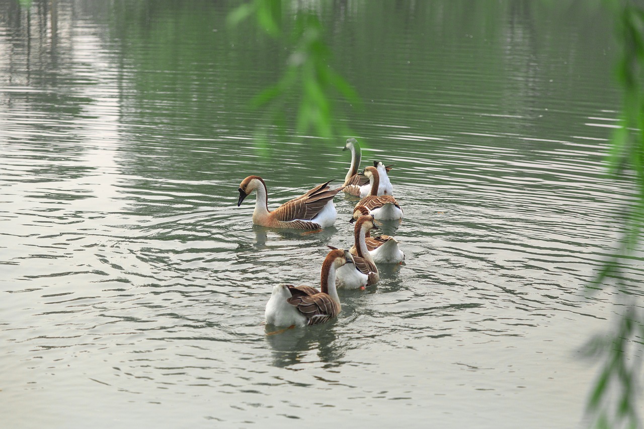 澳門科技大學(xué)最新消息綜述，發(fā)展動(dòng)態(tài)與亮點(diǎn)展示