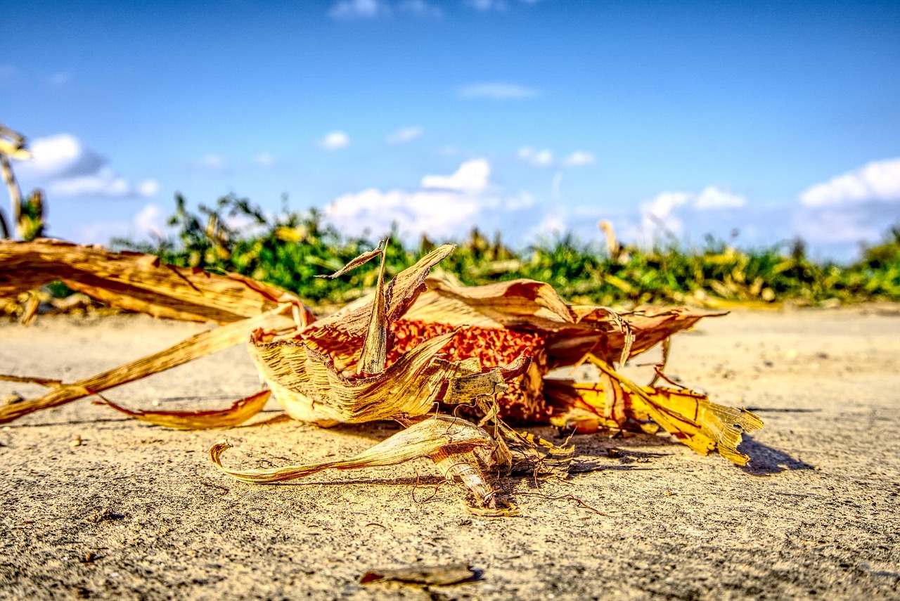 涿州京南一品最新動態(tài)，持續(xù)更新與深度解讀